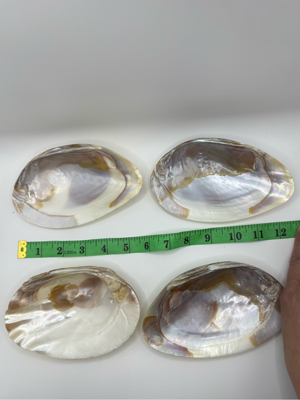 4 Vintage Mother of Pearl Clam Shells